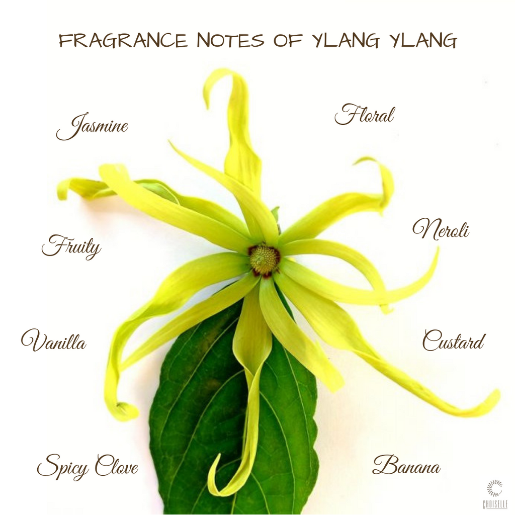 The Alluring Ylang Ylang!