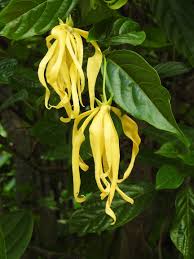Ylang Ylang Essential Oil, Nature's Perfume!